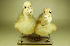 Illustration for article titled Which Poorly Taxidermied Animal Are You?
